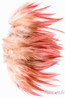 Haan Ombré - gebleekt - 10-15 cm - crème-bruin-roos